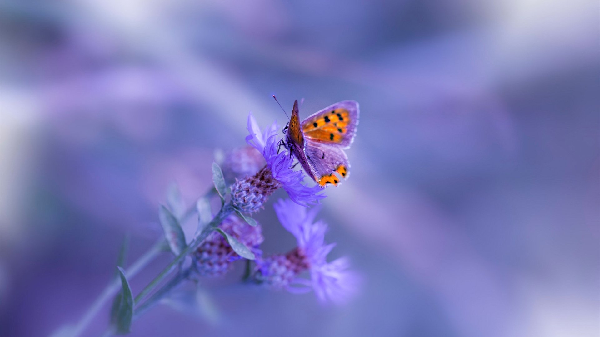 开云体育中国-完美先生切特，篮网力克国王，冠军相初显