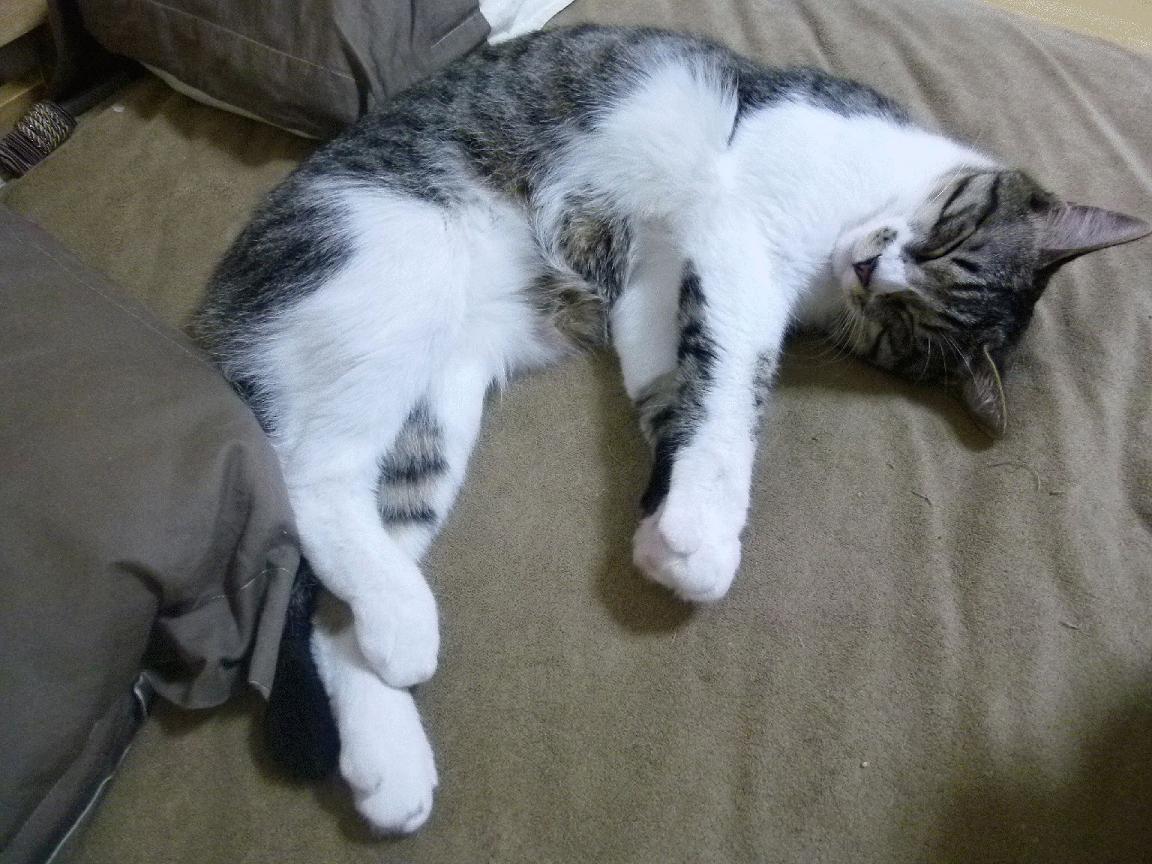 开云体育官网-奇迹之夜，从CBA到NBA，那些被改写的历史