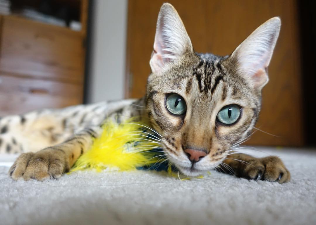 开云体育官网-寒光出鞘夜屠龙，青年军雷霆的逆袭与CBA权力格局的震颤