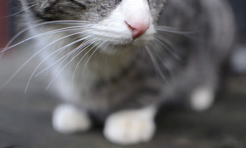 开云体育-铁幕将军与北欧军团，帕尔默攻防一体的统治艺术，芬兰战术机器全面压制阿尔及利亚