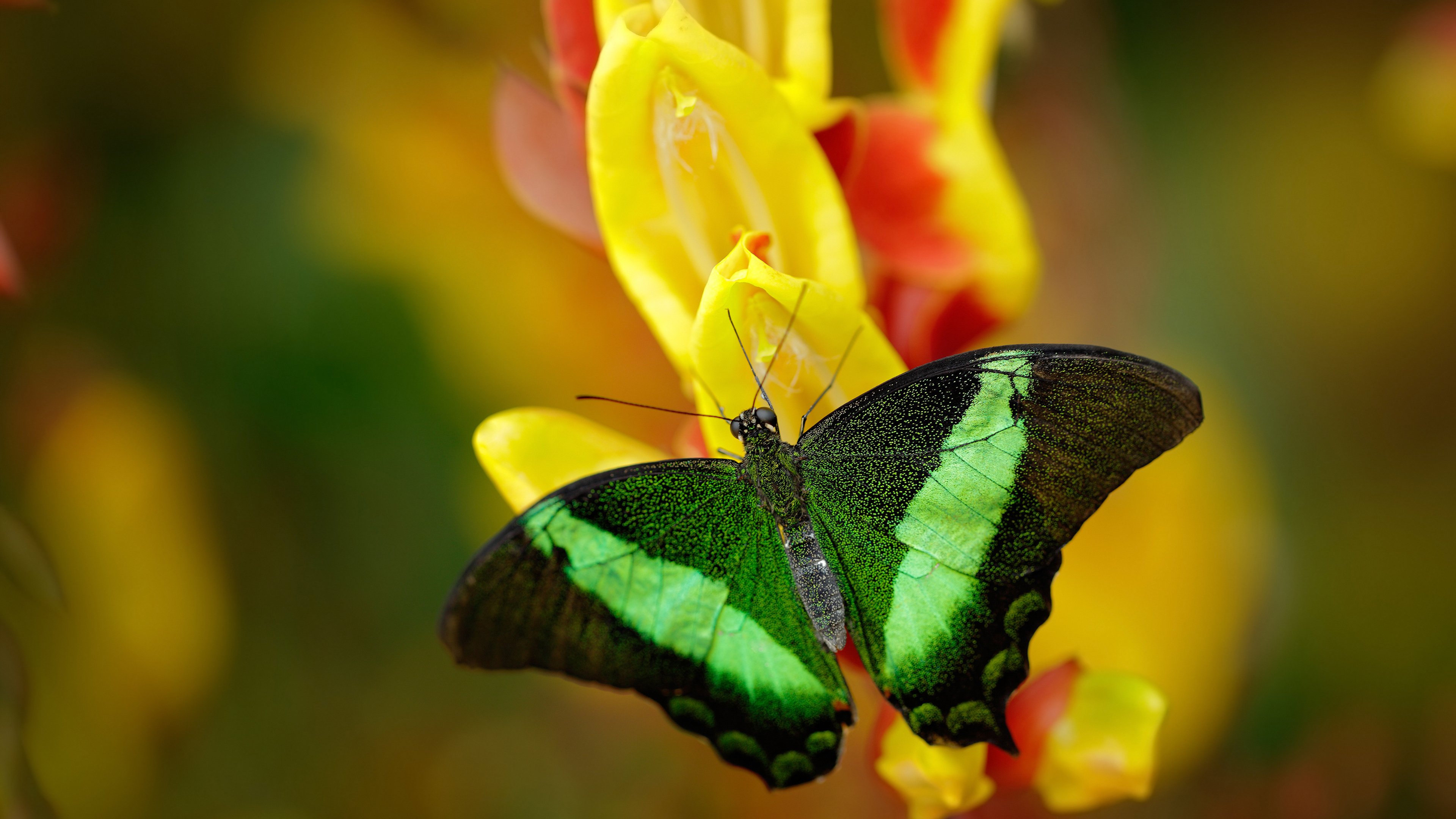 爱德华兹40分上演北京围剿，当他起跳，你只能仰望苍穹
